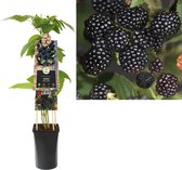 Klimplant Rubus Black Satin (doornloze braam)