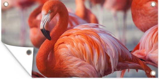 Schuttingposter Flamingo - Vogel - Dieren - Roze - 200x100 cm - Tuindoek