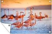 Tuindecoratie Flamingo - Dieren - Water - Roze - 60x40 cm - Tuinposter - Tuindoek - Buitenposter