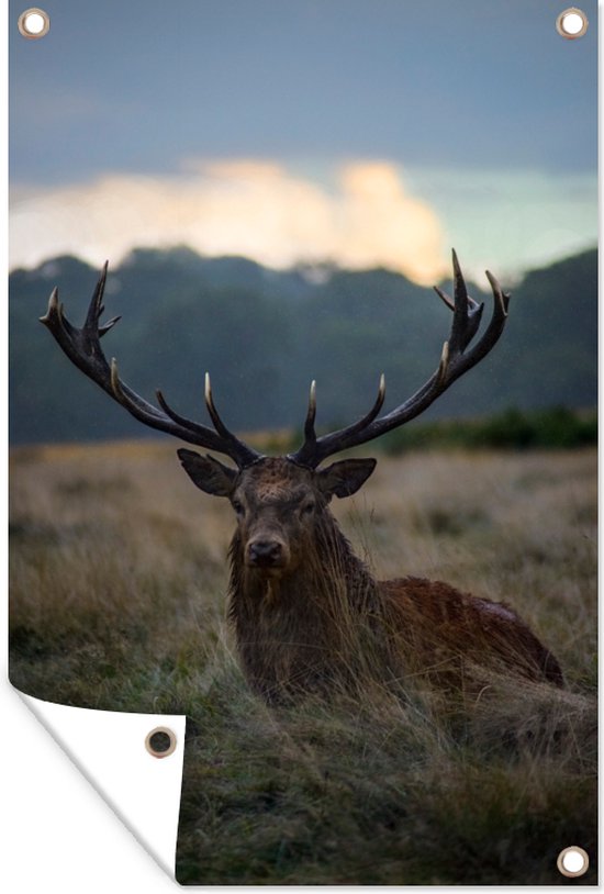 Affiche de jardin Cerf dans le champ 60x90 cm - Toile de jardin / Toile d'extérieur / Peintures d'extérieur (décoration de jardin)