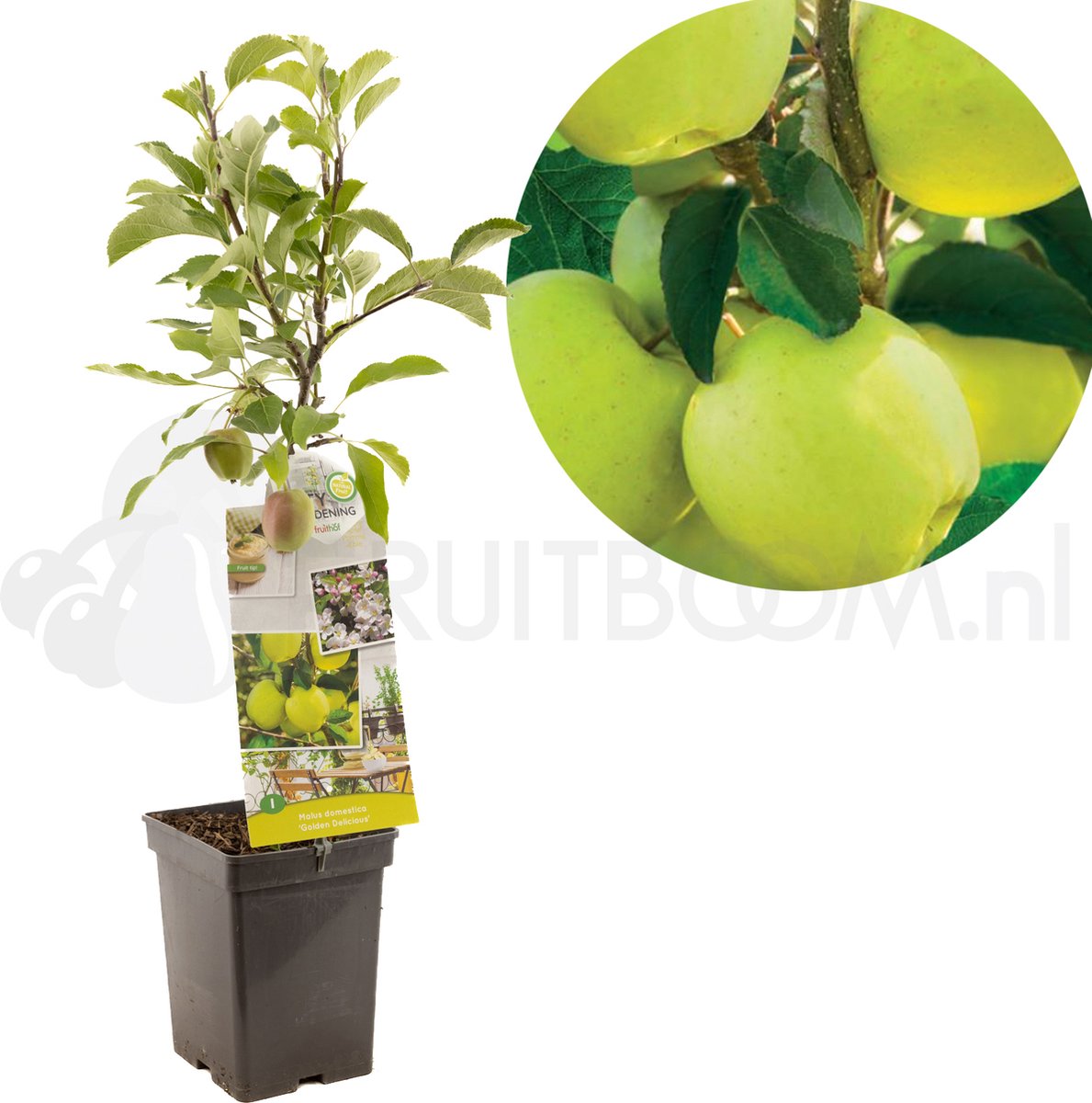 Malus domestica Golden Delicious | gele handappel | patio