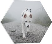 WallClassics - PVC Schuimplaat Hexagon - Eenzame Witte Hond Lopend over een Pad - 50x43.5 cm Foto op Hexagon (Met Ophangsysteem)