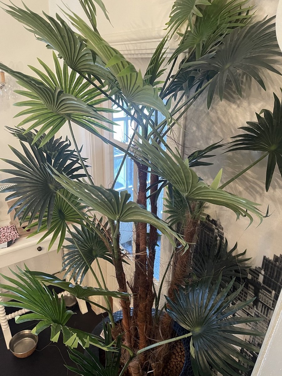 PTMD Tree chinese groene palmboom zwarte plastic pot Bruin