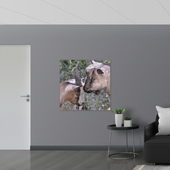 WallClassics - Acrylglas - Geitenkoppel met Horens - 100x100 cm Foto op Acrylglas (Wanddecoratie op Acrylaat)