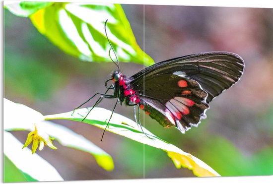 Acrylglas - Parides Photinus Vlinder op Blad van Groene Plant - 120x80 cm Foto op Acrylglas (Wanddecoratie op Acrylaat)