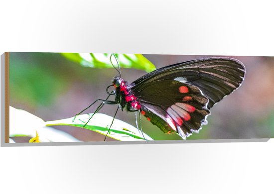 Hout - Parides Photinus Vlinder op Blad van Groene Plant - 120x40 cm - 9 mm dik - Foto op Hout (Met Ophangsysteem)