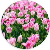 Dibond Muurcirkel - Roze Bloemen in Bloemenveld - 60x60 cm Foto op Aluminium Muurcirkel (met ophangsysteem)