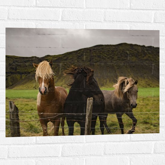 WallClassics - Muursticker - Drietal Paarden in Verschillende Kleuren - 80x60 cm Foto op Muursticker