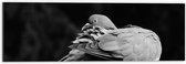 WallClassics - Dibond - Foto Zwart Wit van Vogel - Duif - 60x20 cm Foto op Aluminium (Met Ophangsysteem)
