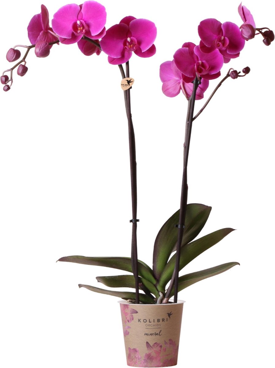 Kolibri Phalaenopsis Orchidee Rosa - Niagara Fall 12cm | Frisch Vom Züchter