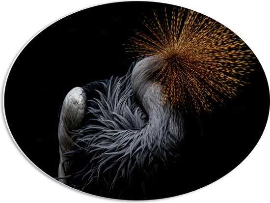 WallClassics - PVC Schuimplaat Ovaal - Grijze Kroonkraanvogel op Zwarte Achtergrond - 56x42 cm Foto op Ovaal (Met Ophangsysteem)
