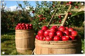 WallClassics - Tuinposter – Tonnen Gevuld met Appels op Boomgaard - 75x50 cm Foto op Tuinposter (wanddecoratie voor buiten en binnen)