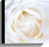 WallClassics - Canvas - Witte Roos - 30x30 cm Foto op Canvas Schilderij (Wanddecoratie op Canvas)