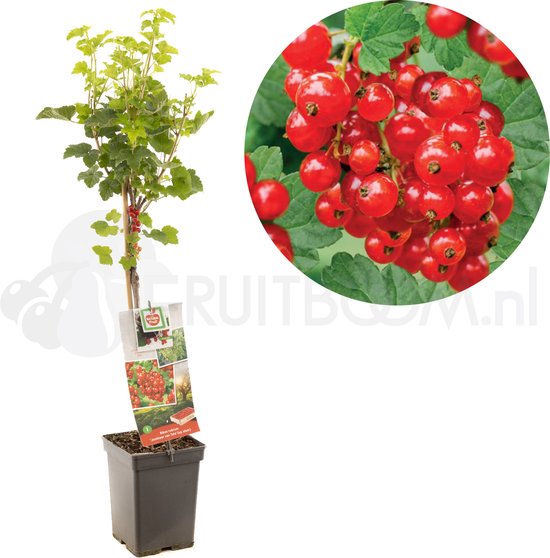 Ribes rubrum Jonkheer van Tets | rode aalbes op stam | Ø 18 cm