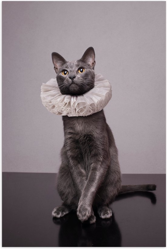 WallClassics - Poster (Matte) - Chat Gris avec Collier Witte - 40x60 cm Photo sur Papier Poster à l'Aspect Mat