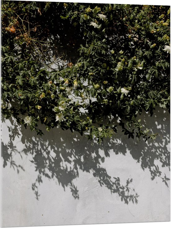 WallClassics - Acrylglas - Witte Muur met Groene Planten - 75x100 cm Foto op Acrylglas (Met Ophangsysteem)