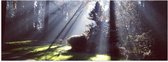 WallClassics - Poster Glossy - Le soleil brille à travers les Arbres - 60x20 cm Photo sur Papier Poster avec Finition Brillante