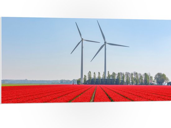 WallClassics - PVC Schuimplaat- Windmolens Langs een Rood Tulpen Veld - 100x50 cm Foto op PVC Schuimplaat