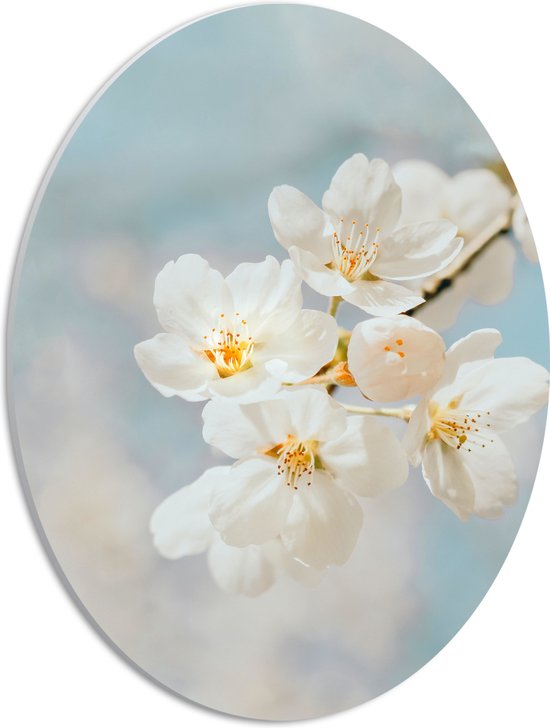 WallClassics - PVC Schuimplaat Ovaal - Witte Sakura Bloem - 30x40 cm Foto op Ovaal (Met Ophangsysteem)