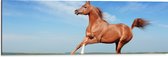 Dibond - Rood Arabisch Paard met Blauwe Lucht - 90x30 cm Foto op Aluminium (Wanddecoratie van metaal)