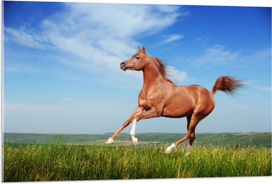 Acrylglas - Rood Arabisch Paard met Blauwe Lucht - 105x70 cm Foto op Acrylglas (Met Ophangsysteem)