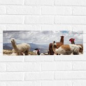 WallClassics - Muursticker - Alpaca's in de Bergen met Rode Versiering - 60x20 cm Foto op Muursticker