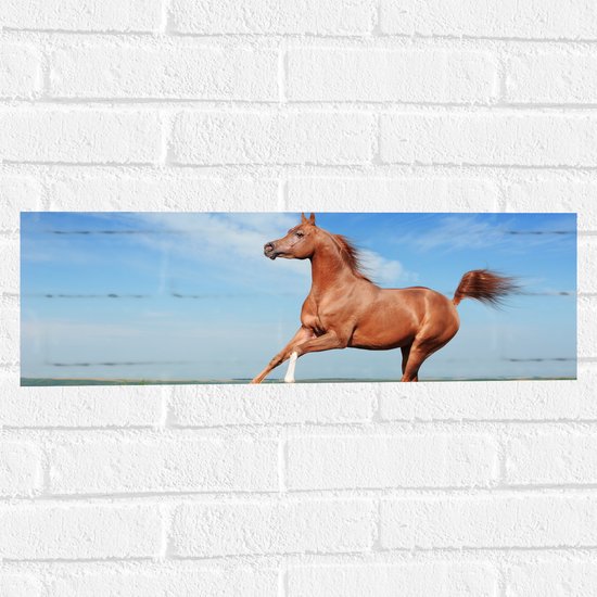 Muursticker - Rood Arabisch Paard met Blauwe Lucht - 60x20 cm Foto op Muursticker