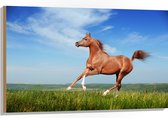 Hout - Rood Arabisch Paard met Blauwe Lucht - 105x70 cm - 9 mm dik - Foto op Hout (Met Ophangsysteem)