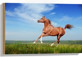 Hout - Rood Arabisch Paard met Blauwe Lucht - 60x40 cm - 9 mm dik - Foto op Hout (Met Ophangsysteem)