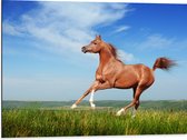 Dibond - Rood Arabisch Paard met Blauwe Lucht - 80x60 cm Foto op Aluminium (Wanddecoratie van metaal)