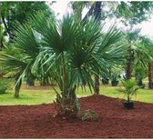Palmboom zaden (5 stuks) - Sabal Minor Louisiana Palmetto