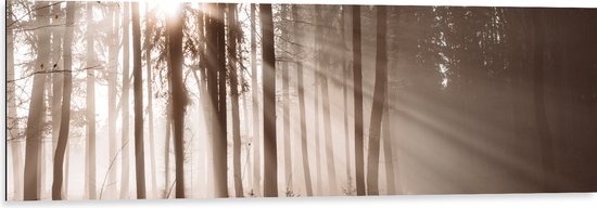 Dibond - Zonnestralen die Schijnen door de Bomen heen in de Herfst - 120x40 cm Foto op Aluminium (Wanddecoratie van metaal)