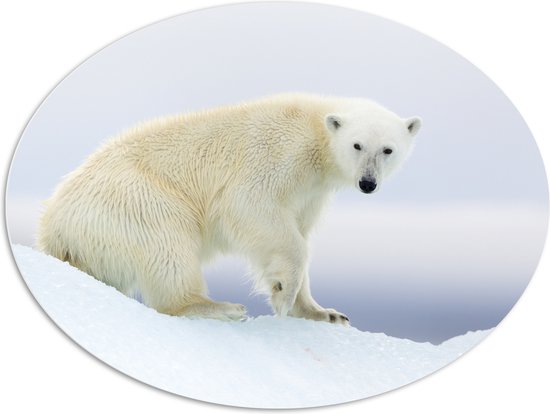 PVC Schuimplaat Ovaal - IJsbeer in de Spitsbergen - 108x81 cm Foto op Ovaal (Met Ophangsysteem)