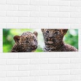 Muursticker - Panter Welpen op Sri Lanka - 90x30 cm Foto op Muursticker
