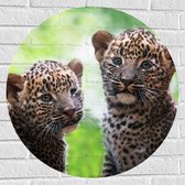 Muursticker Cirkel - Panter Welpen op Sri Lanka - 70x70 cm Foto op Muursticker