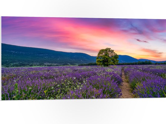 PVC Schuimplaat- Lavendel Veld met Zonsondergang en Mooie Lucht - 100x50 cm Foto op PVC Schuimplaat