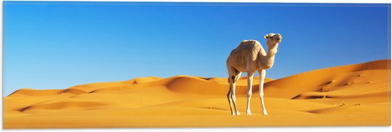 Vlag - Kameel in de Marokaanse Sahara - 60x20 cm Foto op Polyester Vlag