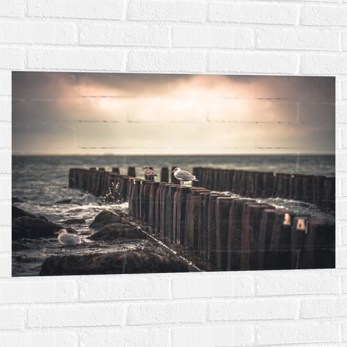 Muursticker - Meeuwen op Houten Palen bij de Zee - 90x60 cm Foto op Muursticker