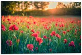 Dibond - Klaprozen in een Veld met Mooie Belichting achter de Bomen - 60x40 cm Foto op Aluminium (Met Ophangsysteem)