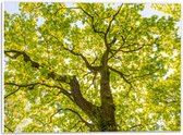 PVC Schuimplaat- Groene Boom met Zonnenstralen door de Bladeren - 40x30 cm Foto op PVC Schuimplaat