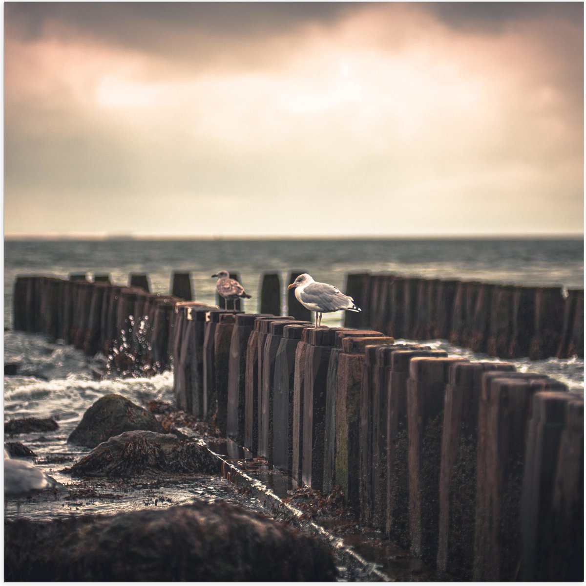 Poster (Mat) - Meeuwen op Houten Palen bij de Zee - 50x50 cm Foto op Posterpapier met een 
