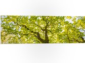 PVC Schuimplaat - Groene Boom met Zonnenstralen door de Bladeren - 90x30 cm Foto op PVC Schuimplaat (Met Ophangsysteem)