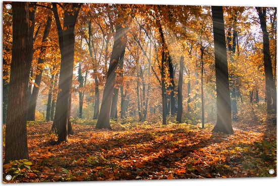 Tuinposter – Bos in de Herfst met Zonnestralen door de Bomen - 105x70 cm Foto op Tuinposter (wanddecoratie voor buiten en binnen)