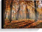 Canvas - Bos in de Herfst met Zonnestralen door de Bomen - 40x30 cm Foto op Canvas Schilderij (Wanddecoratie op Canvas)