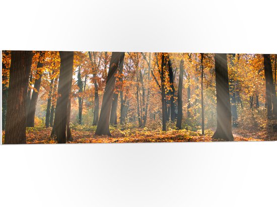 PVC Schuimplaat- Bos in de Herfst met Zonnestralen door de Bomen - 120x40 cm Foto op PVC Schuimplaat