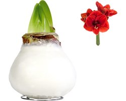 Amaryllis wax bol wit met rode bloem