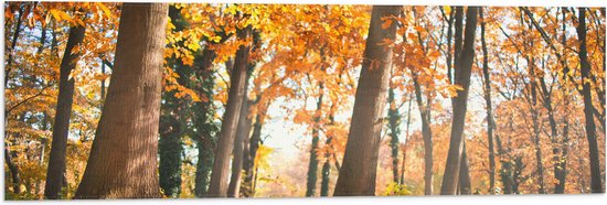Vlag - Bos in de Herfst vanaf Kikkerperspectief - 90x30 cm Foto op Polyester Vlag