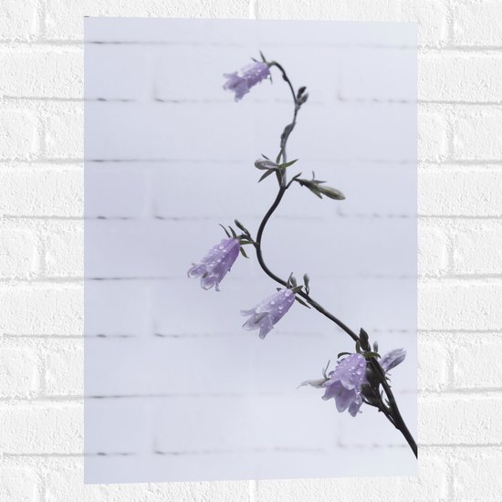 Muursticker - Tak met paarse Bloementjes en Waterdruppels - 40x60 cm Foto op Muursticker
