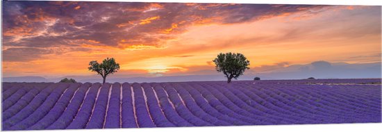 Acrylglas - Zonsondergang bij Lavendel Veld in de Zomer - 150x50 cm Foto op Acrylglas (Wanddecoratie op Acrylaat)