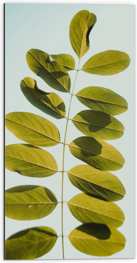 WallClassics - Dibond - Robina Groene Plant met Bladeren op Pastelblauwe Achtergrond - 50x100 cm Foto op Aluminium (Wanddecoratie van metaal)